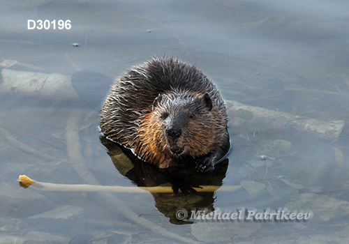 North American Beaver (Castor canadensis)